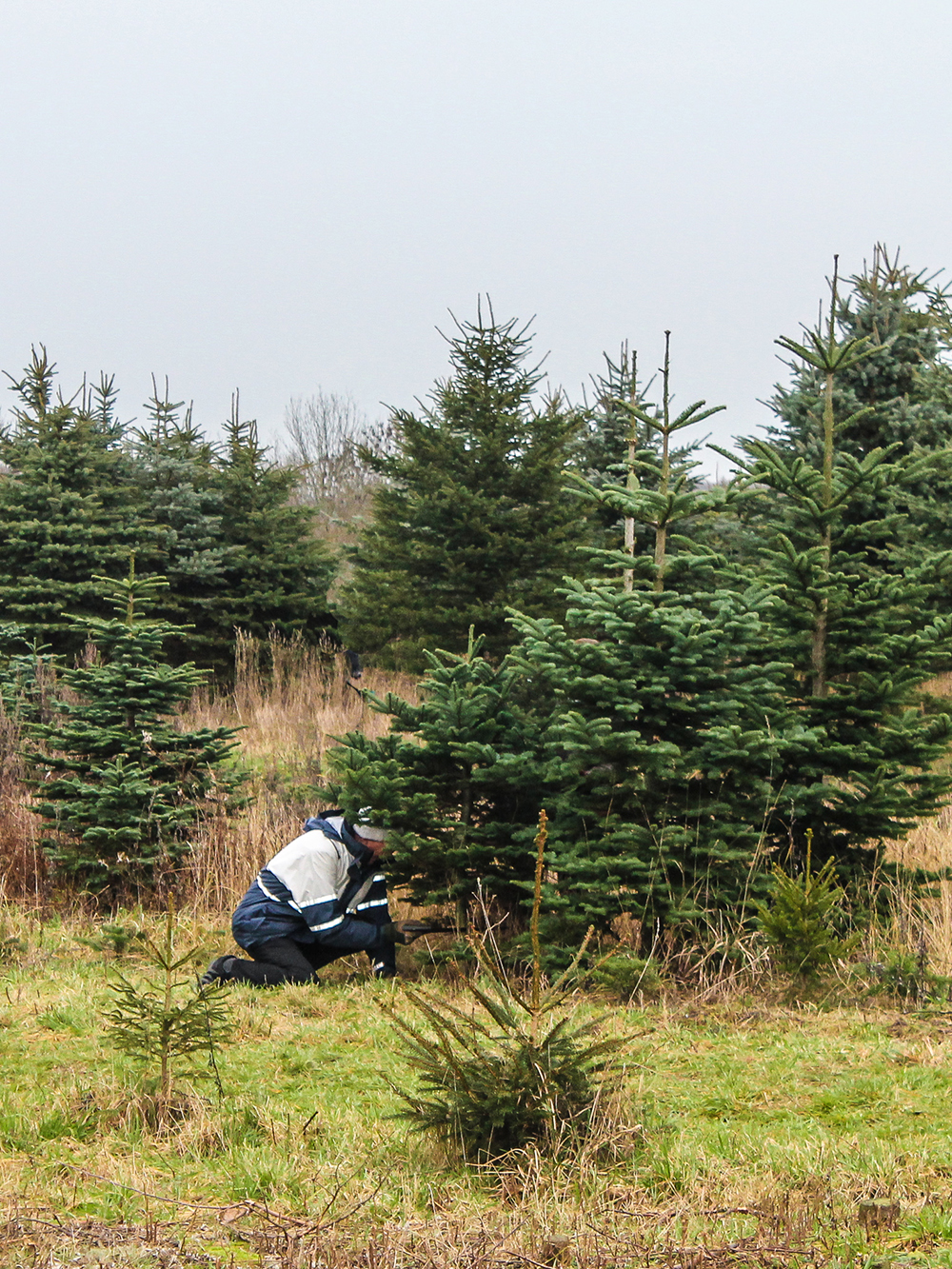 Weihnachtsbaum selber schlagen Fassensdorfer Tannen